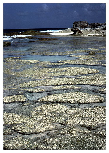 Stromatolites at the Love Beach